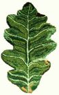 Oak Leaf Rug